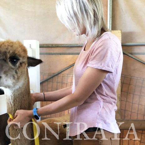 coniraya Camelidynamics 7