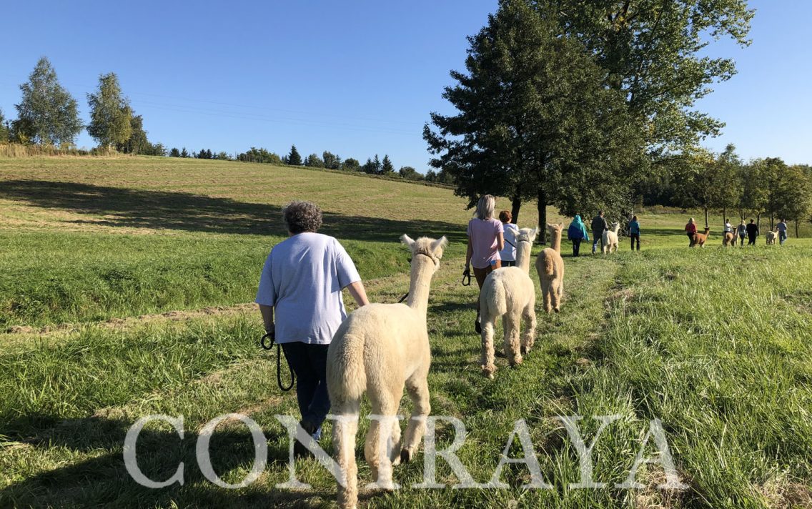 main image: Camelidynamics