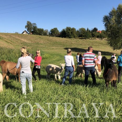 coniraya Camelidynamics 9