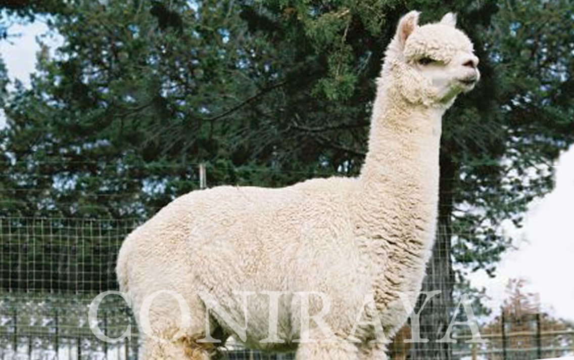 main image: Legendary Peruvian Males