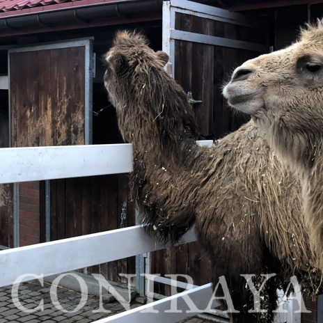 coniraya Trzej królowie 4