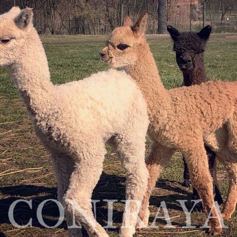 coniraya Czterech wspaniałych1