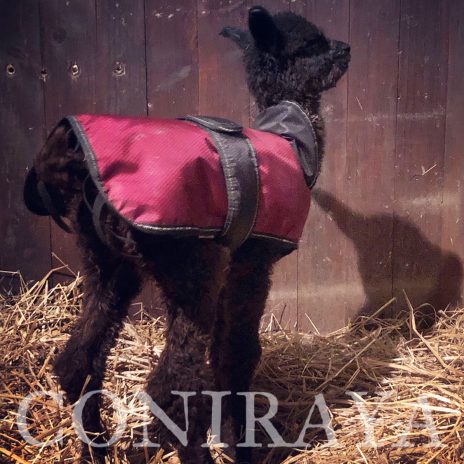 coniraya Czterech wspaniałych2