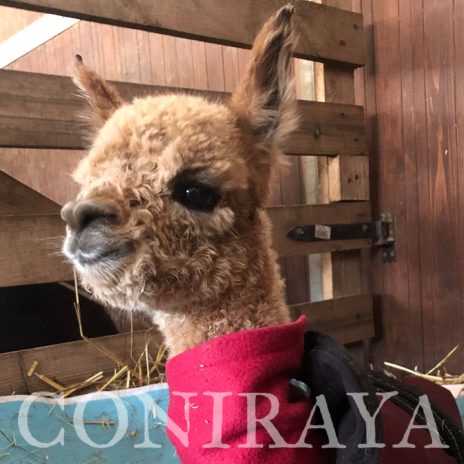 coniraya Czterech wspaniałych3