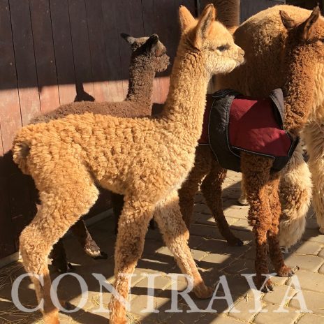 coniraya Czterech wspaniałych4