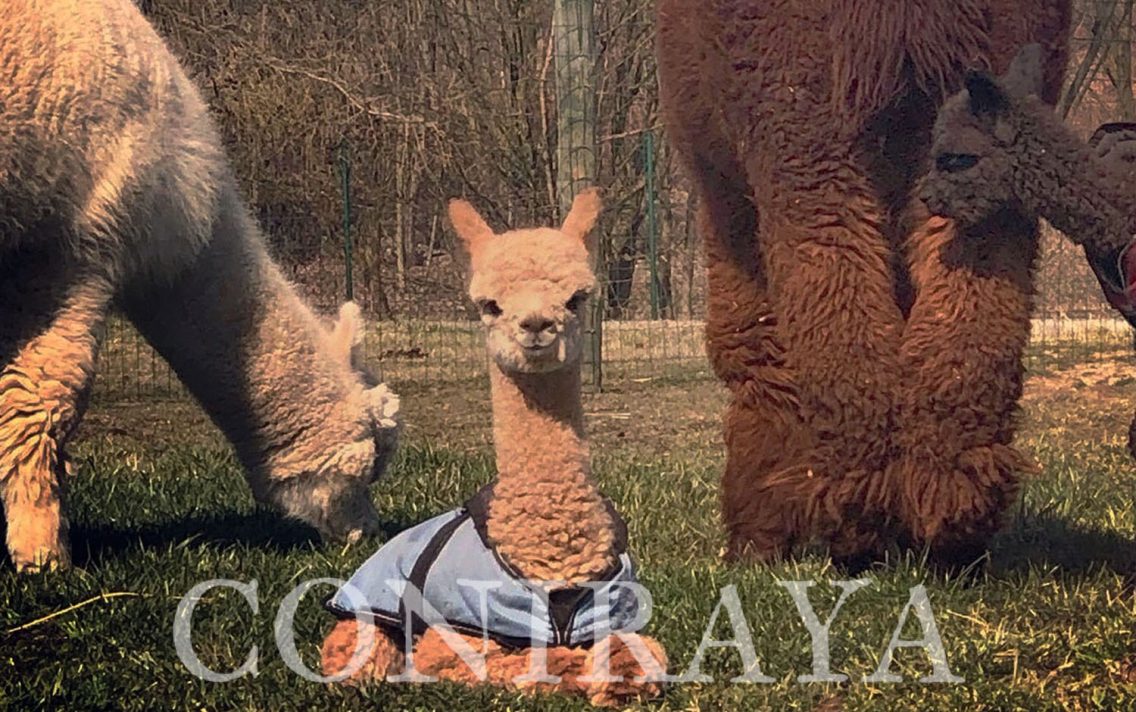 main image: Czterech wspaniałych