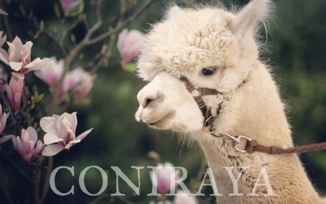 main image: Wiosenna sesja