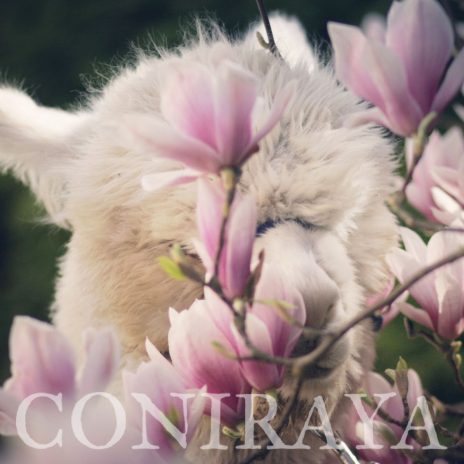 coniraya Wiosenna sesja 2