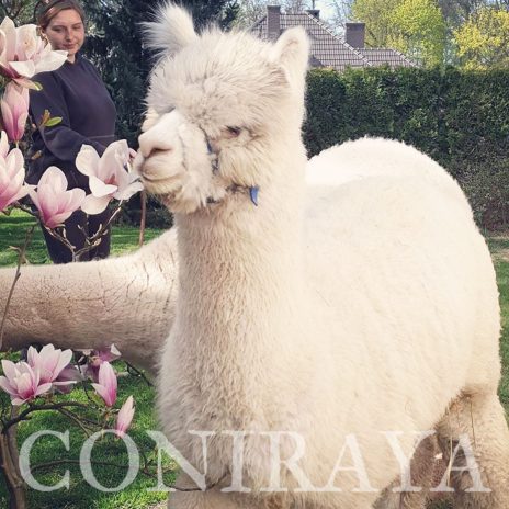 coniraya Wiosenna sesja 3