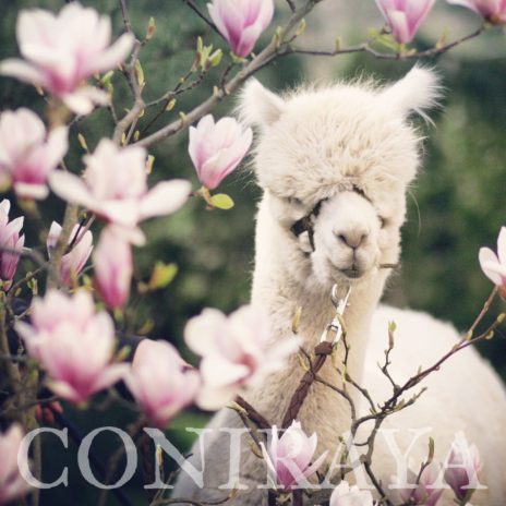 coniraya Wiosenna sesja 4