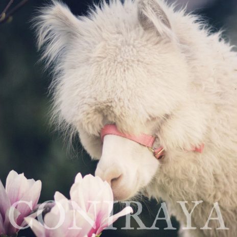 coniraya Wiosenna sesja 5