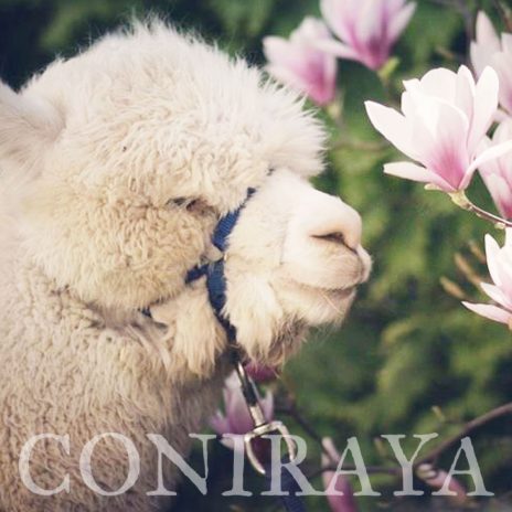 coniraya Wiosenna sesja 6