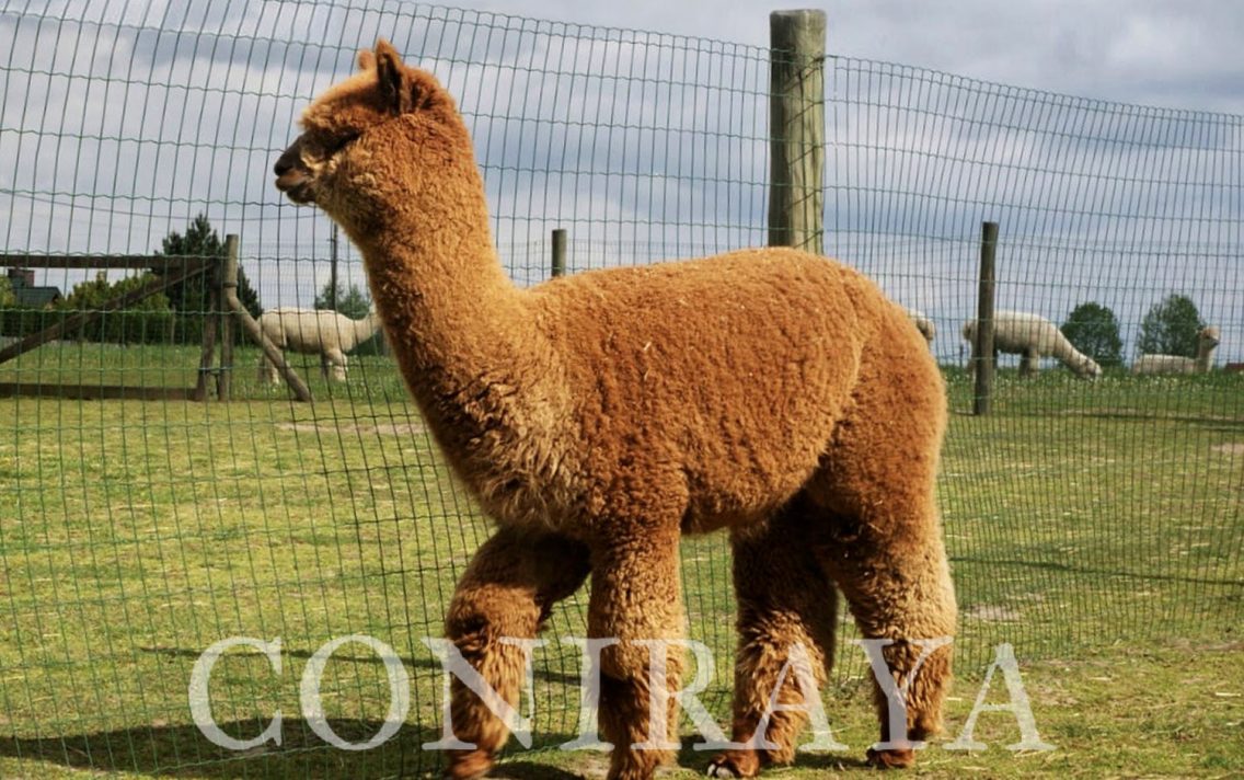 main image: Wanted Man’s Bounty Hunter