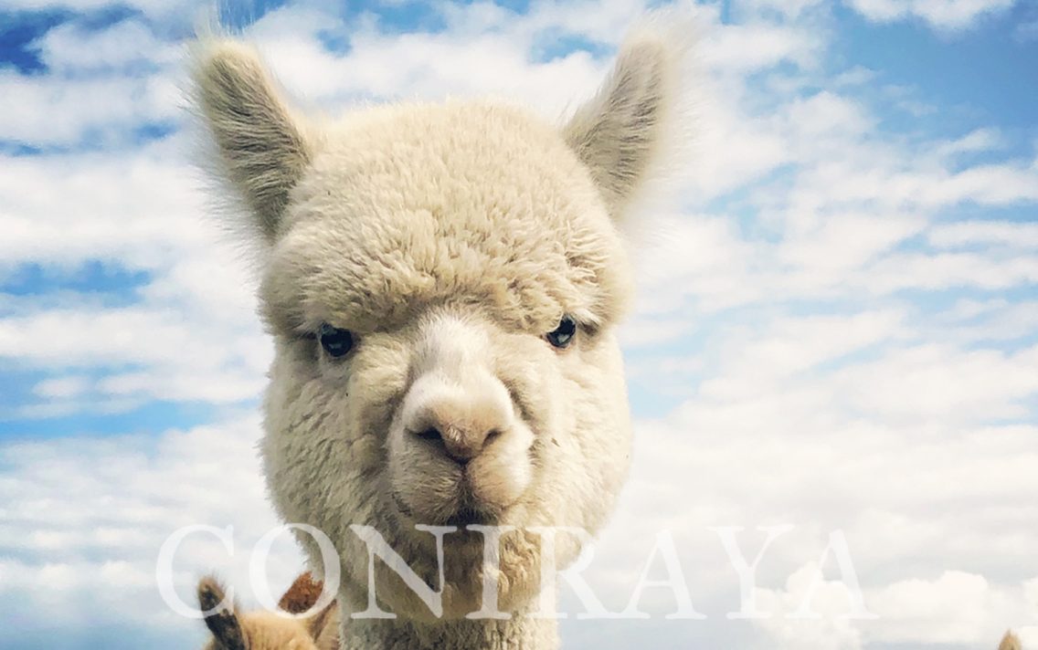 main image: Alpaki – nowy gatunek hodowlany w Polsce. Część I