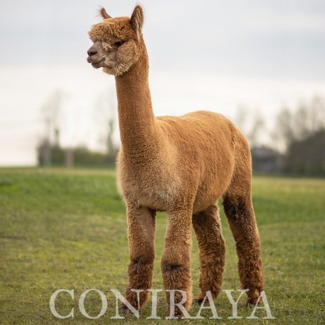 Coniraya alpaki nowy gatunek hodowlany w polsce14 07 2020 5