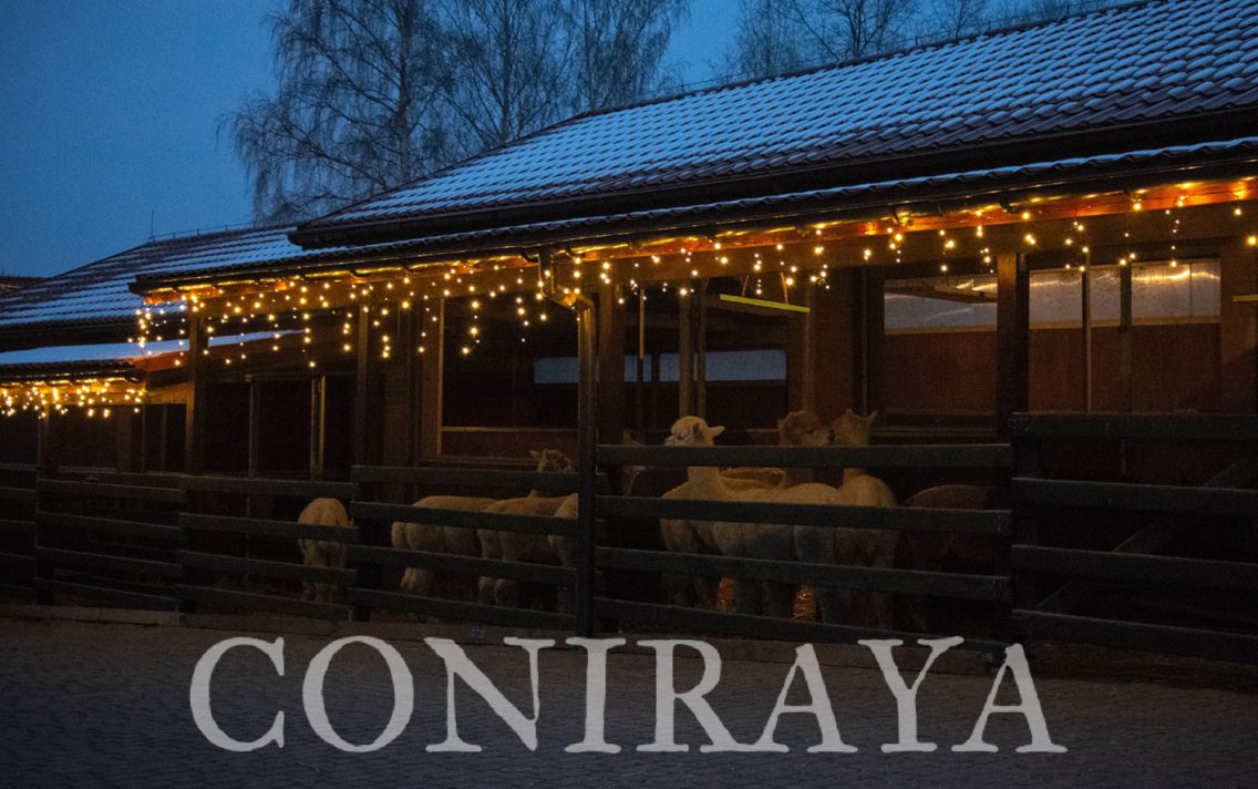 main image: WIECZÓR Z ALPAKAMI czyli nocne życie w Coniraya