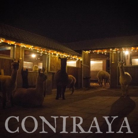 coniraya Wieczór z alpakami czyli nocne życie 2