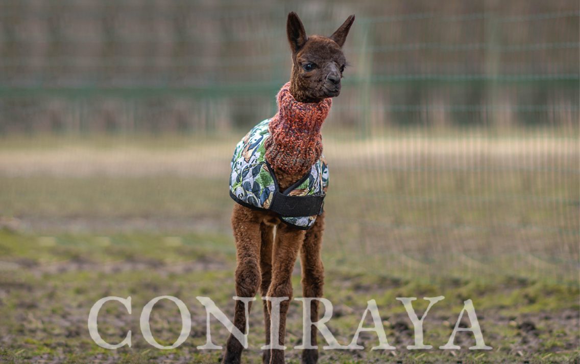 main image: Sezon porodów rozpoczęty