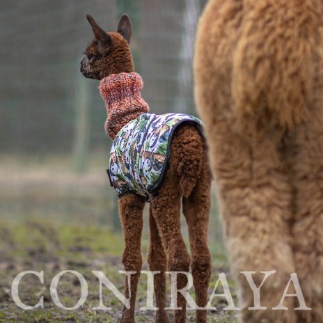 coniraya Sezon porodów rozpoczęty 2