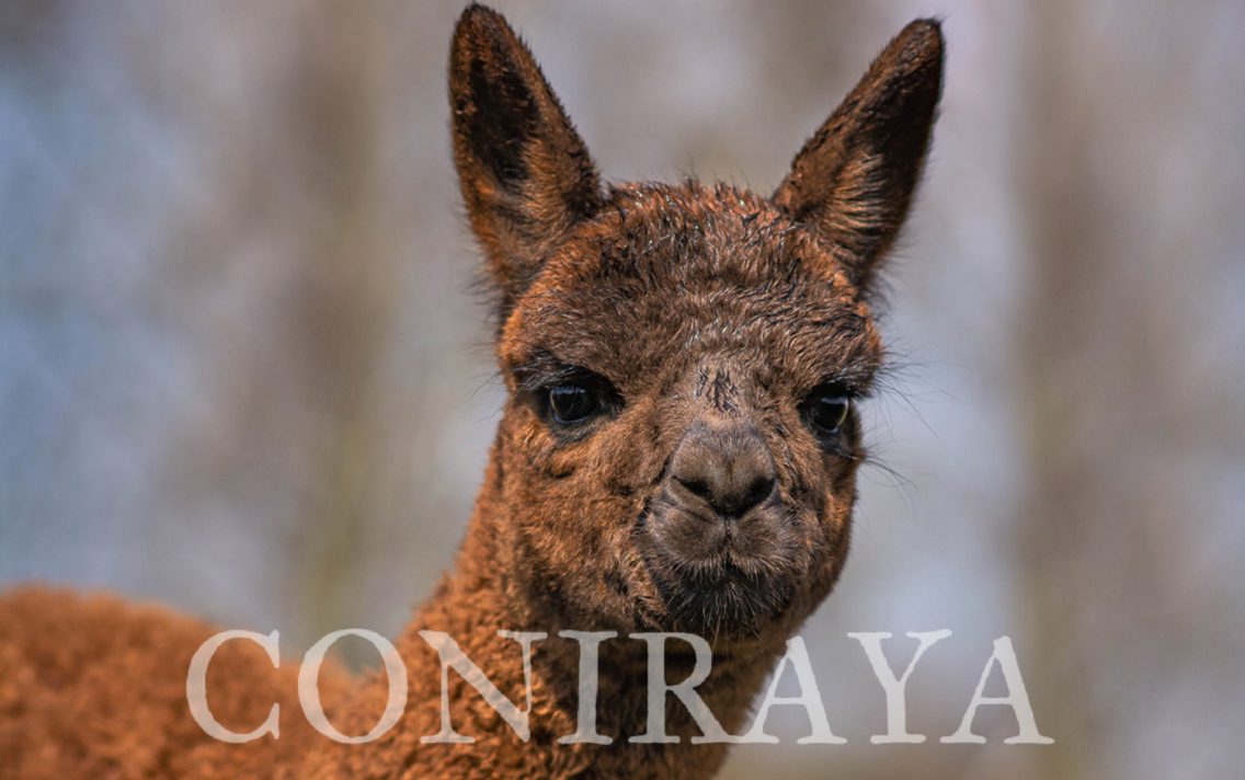 main image: Alpacas – new type of breeding in Poland. Part III. Reproduction