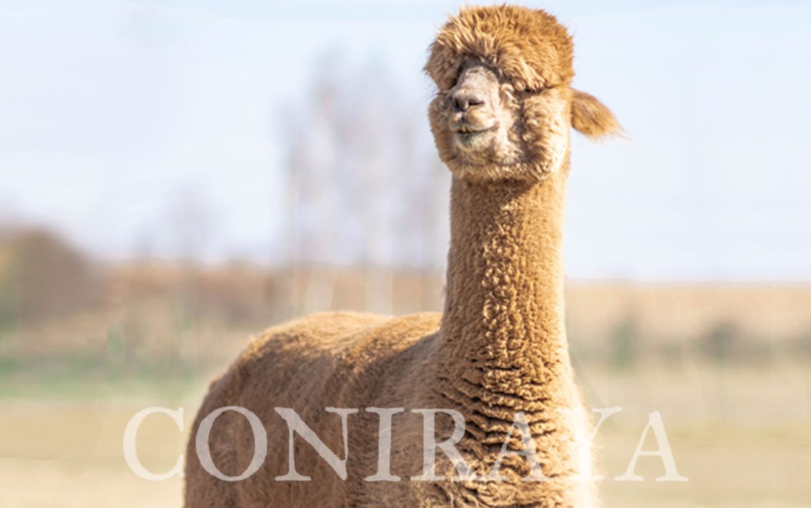 main image: Przodkowie Bounty Huntera