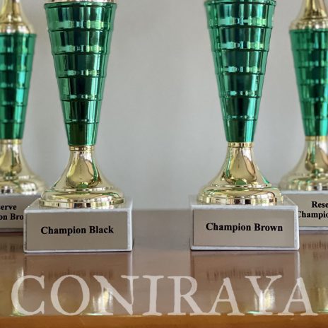 coniraya III Fleece Show PZHA 1