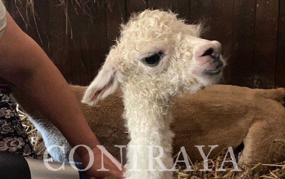 main image: Alpaki – nowy gatunek hodowlany w Polsce. Część IV. Poród