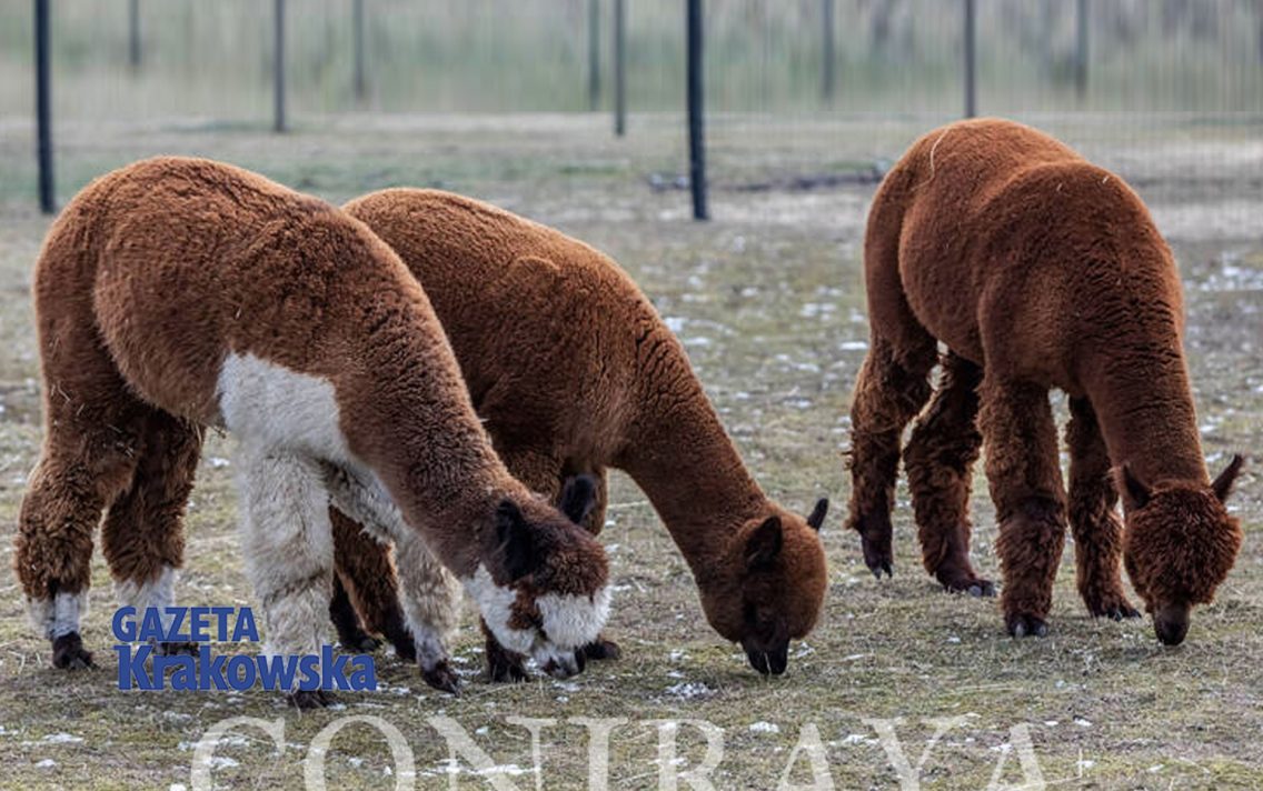 main image: Alpaki. Są spokojne i delikatne. Ich dotykanie ma działanie terapeutyczne
