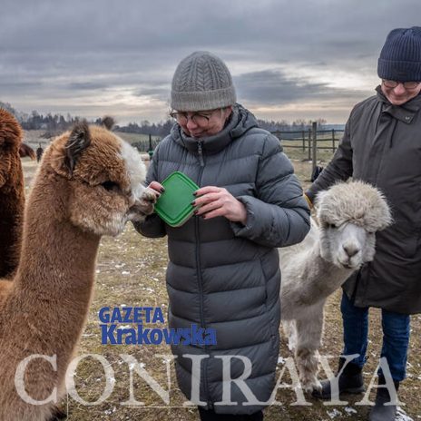 coniraya Alpaki są spokojne i delikatne 2
