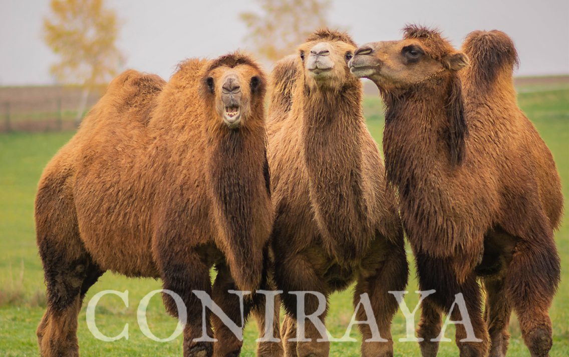 main image: Poznaj Kacpra, Melchiora i Baltazara