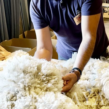 coniraya IV fleece show PZHA 3