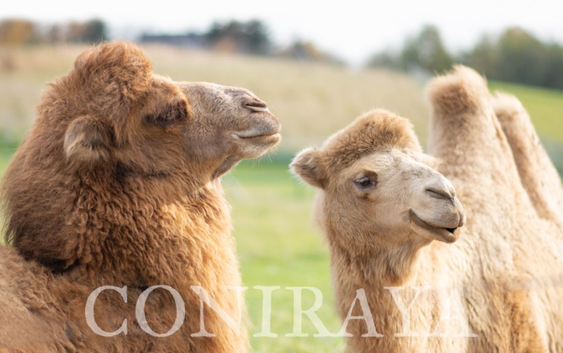 main image: Nasze wielbłądy Kacper, Melchior i Baltazar