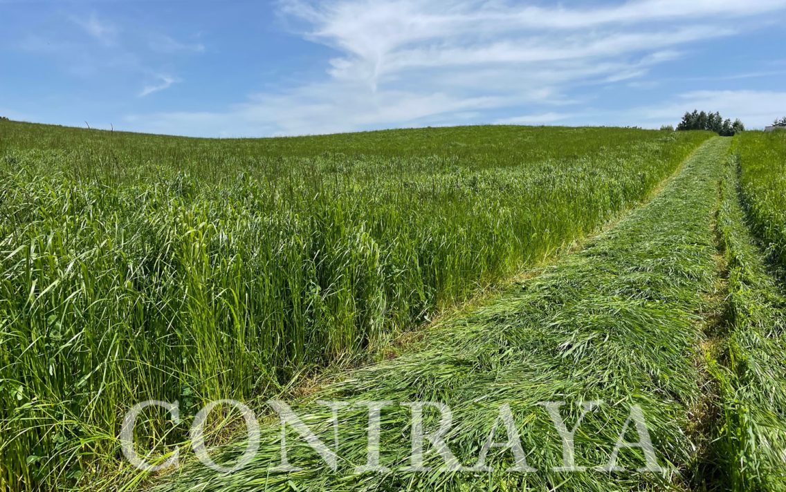 main image: Rozpoczęliśmy współpracę z firmą Cifo