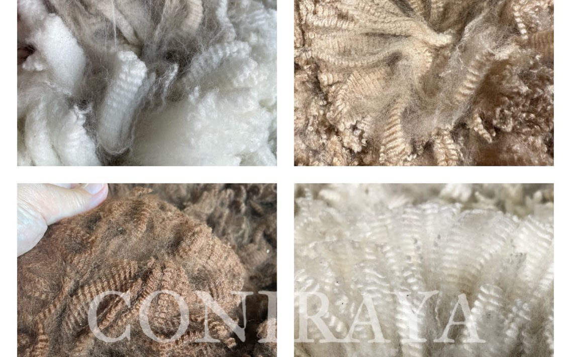 main image: V Fleece Show PZHA