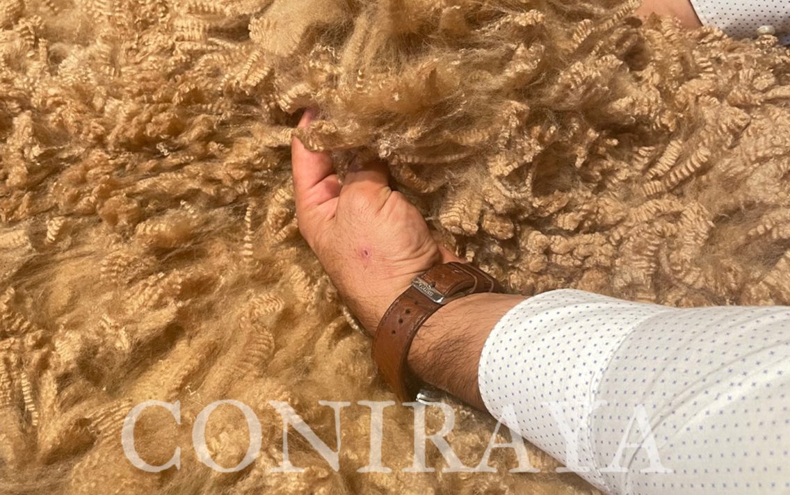 main image: Fleece Show in Switzerland