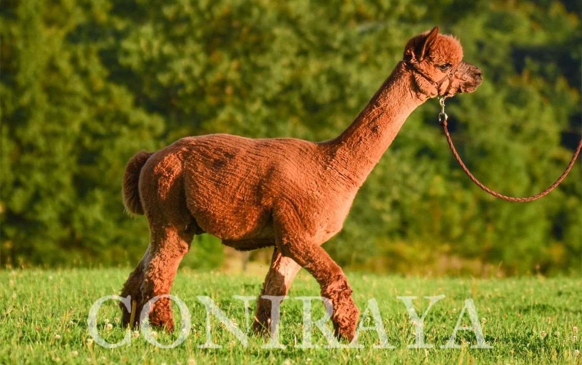 main image: Praca z Alpakami od Podstaw 25.11.2023r.