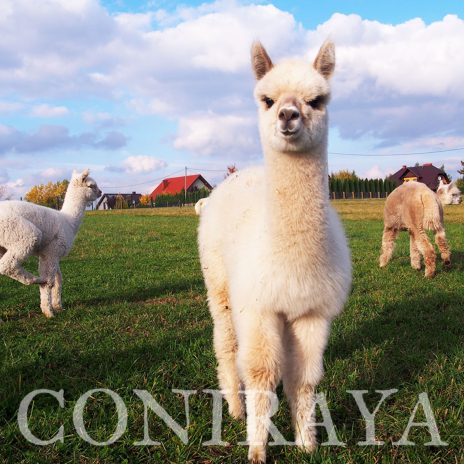 AoC Signiora Helena 1