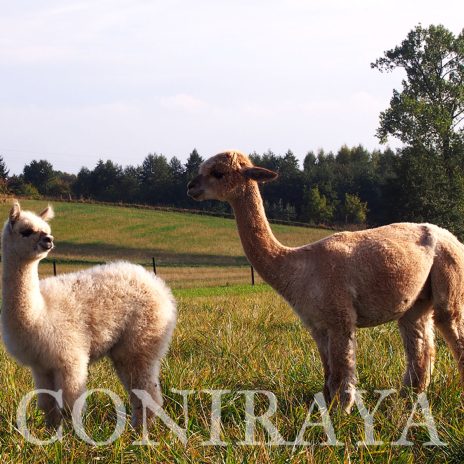 AoC Signiora Helena 2