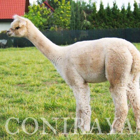 AoC Signiora Helena 3