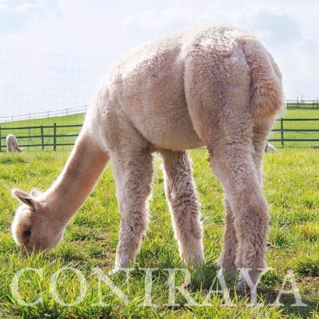 AoC Signiora Helena 4