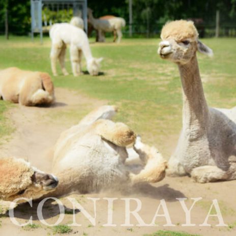 AoC Signiora Helena 6