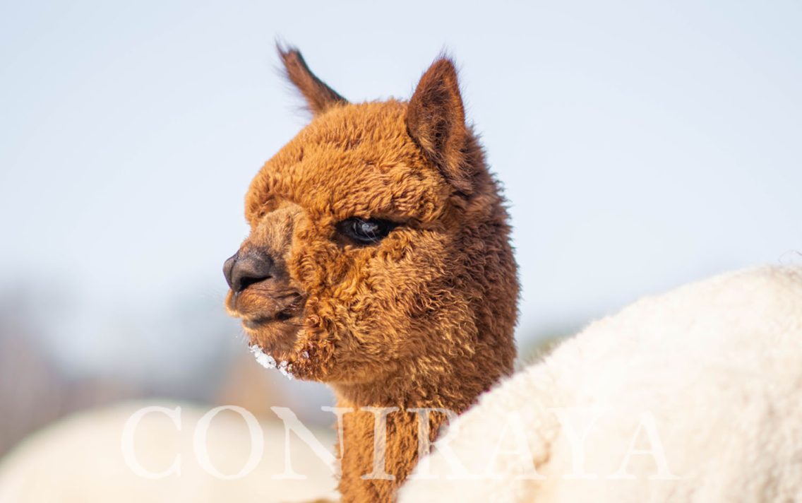 main image: Alpaki od Podstaw 20.01.2024