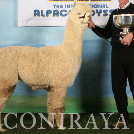 Coniraya Amber Autumn Melody 5