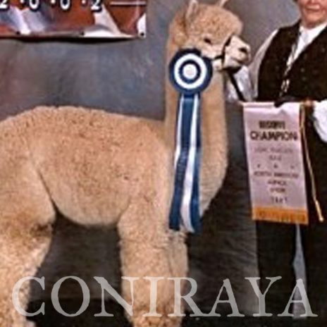 Coniraya Amber Autumn Melody 6