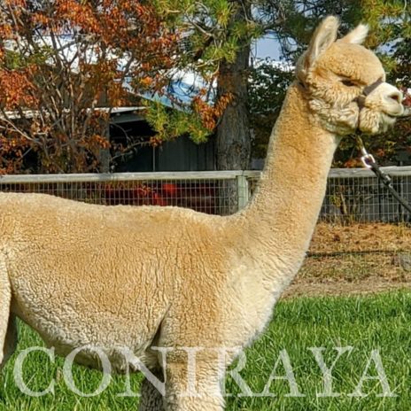 Coniraya Amber Autumn Melody 7