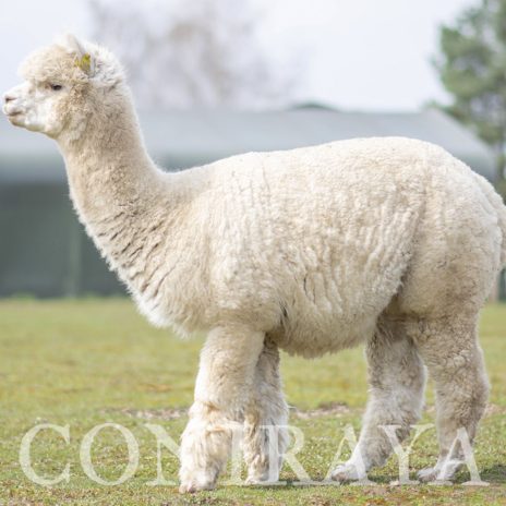 Coniraya Amber Autumn Triple Crown 2