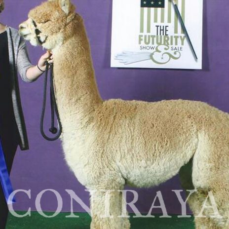 Coniraya Amber Autumn Triple Crown 4