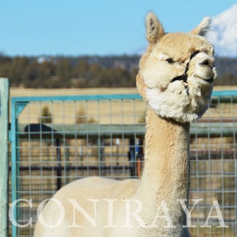 Coniraya Amber Autumn Triple Crown 6