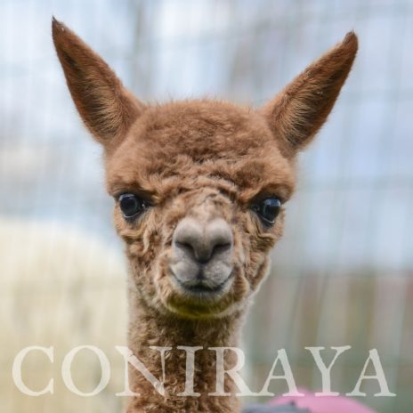 Coniraya Anisy de Calvados 1