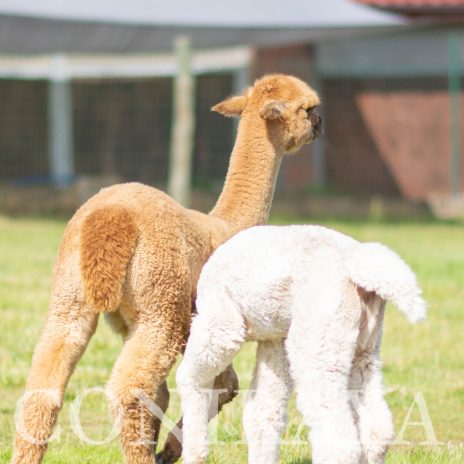 Coniraya Anisy de Calvados 5